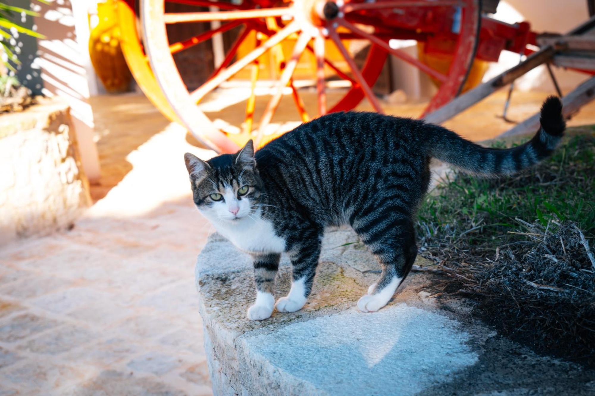 Masseria Pilano Crispiano Bagian luar foto